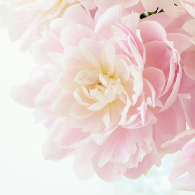 ピンクの花